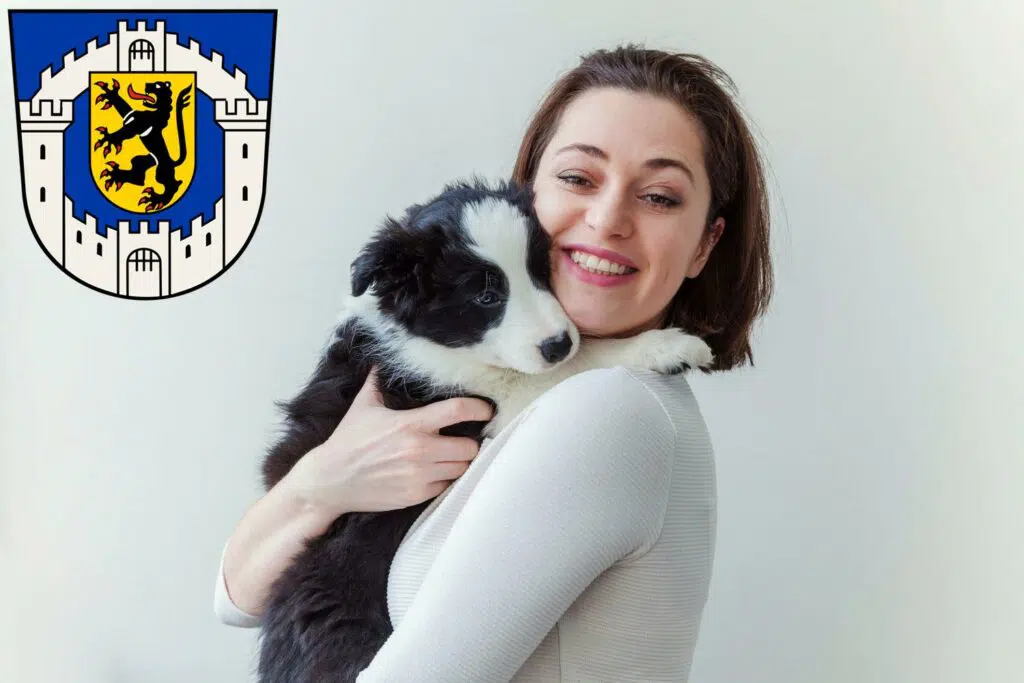 Border Collie Züchter mit Welpen Bergheim, Nordrhein-Westfalen