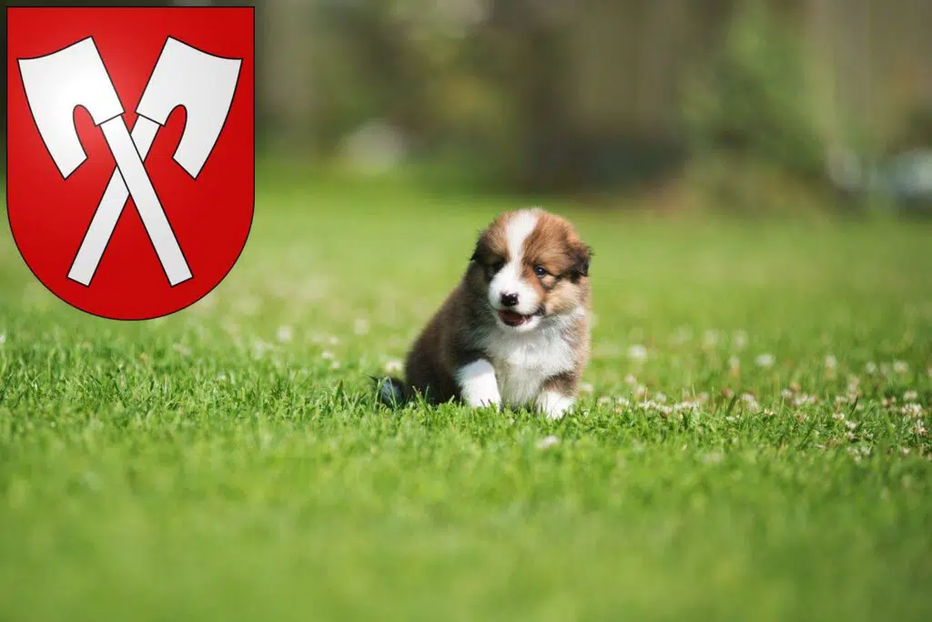 Border Collie Züchter mit Welpen Biel, Schweiz