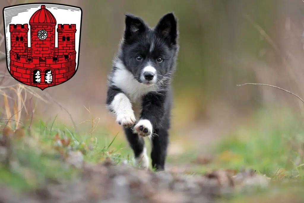 Border Collie Züchter mit Welpen Borken, Nordrhein-Westfalen