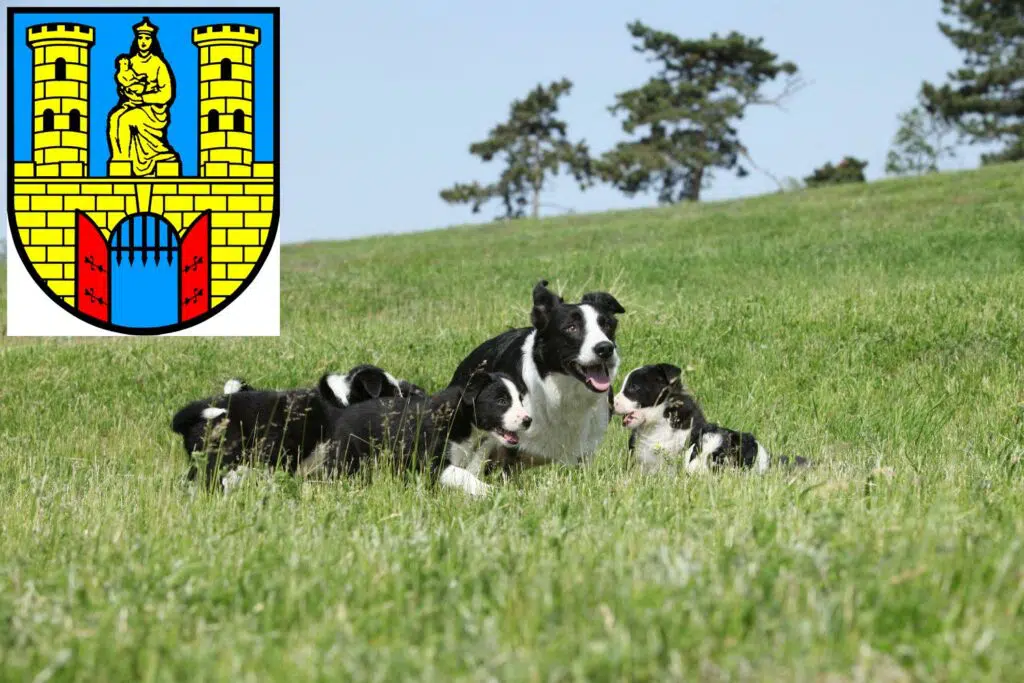 Border Collie Züchter mit Welpen Burg (bei Magdeburg), Sachsen-Anhalt