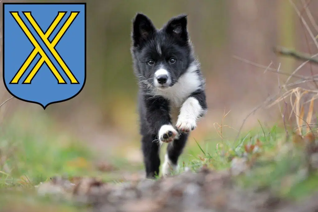 Border Collie Züchter mit Welpen Castrop-Rauxel, Nordrhein-Westfalen