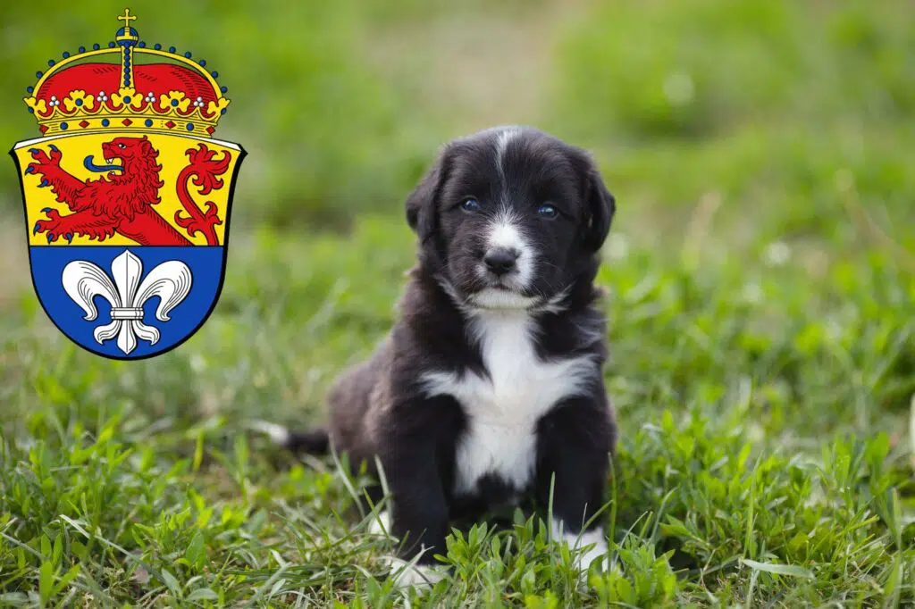 Border Collie Züchter mit Welpen Darmstadt, Hessen