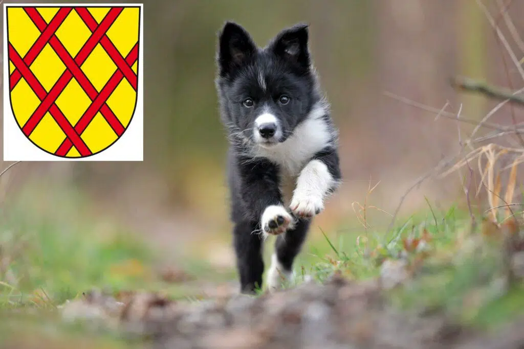 Border Collie Züchter mit Welpen Daun, Rheinland-Pfalz