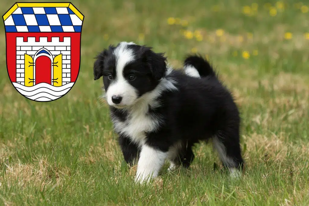 Border Collie Züchter mit Welpen Deggendorf, Bayern