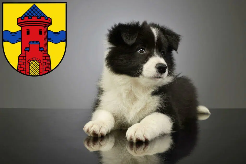 Border Collie Züchter mit Welpen Delmenhorst, Niedersachsen
