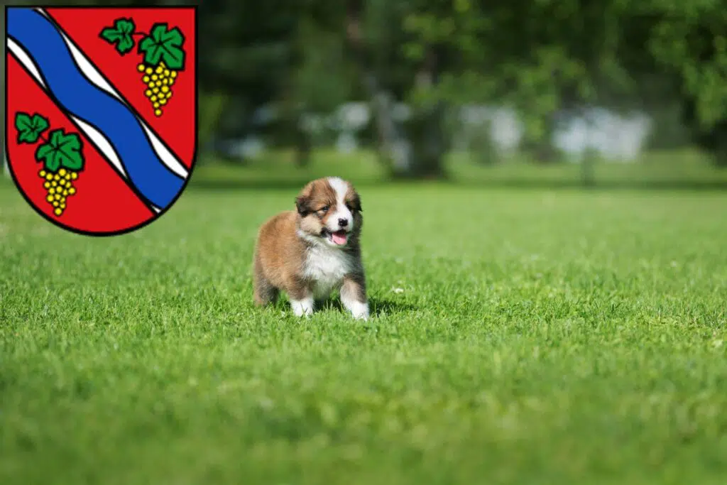Border Collie Züchter mit Welpen Dietzenbach, Hessen