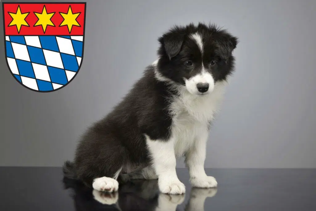 Border Collie Züchter mit Welpen Dingolfing, Bayern