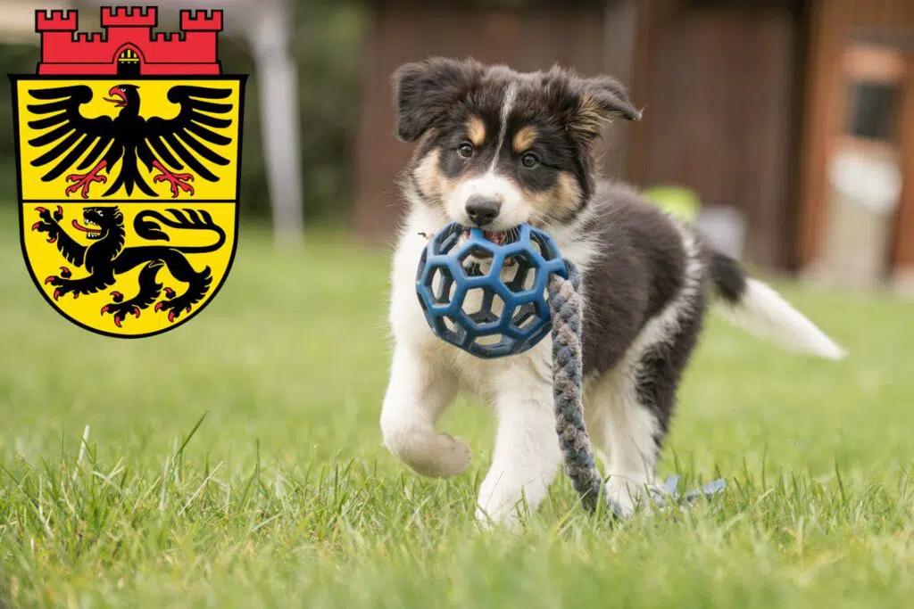 Border Collie Züchter mit Welpen Düren, Nordrhein-Westfalen