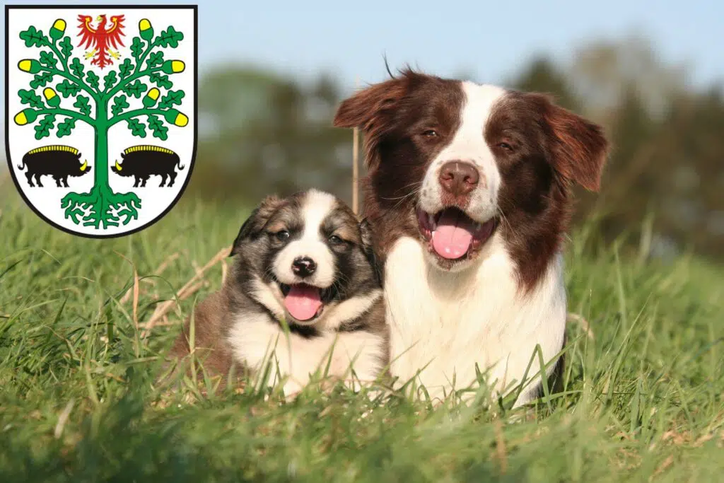 Border Collie Züchter mit Welpen Eberswalde, Brandenburg