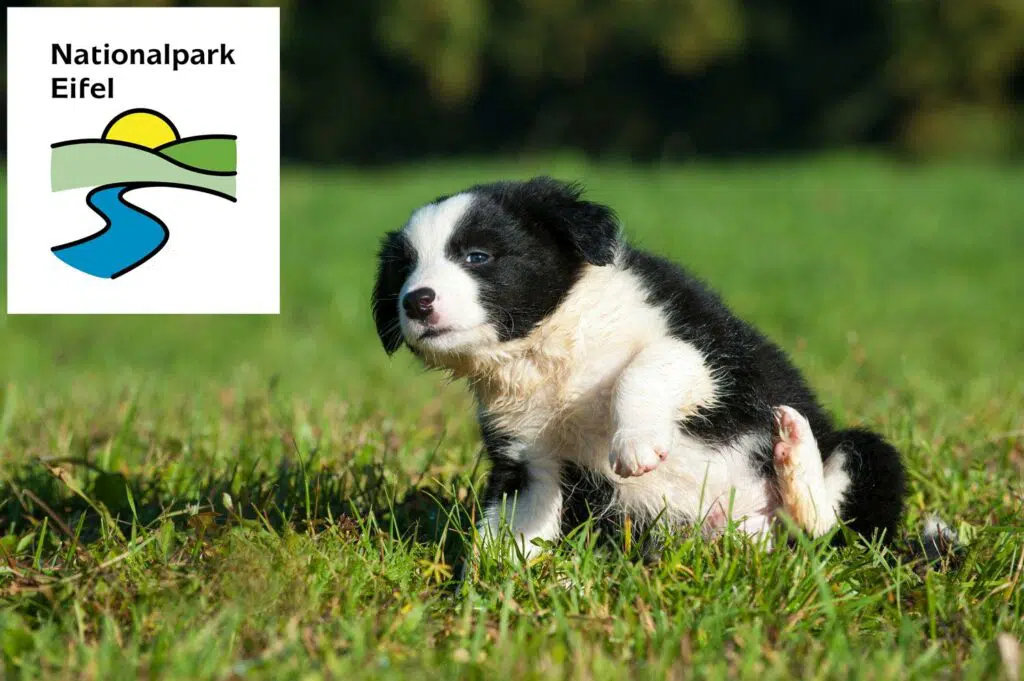 Border Collie Züchter mit Welpen Eifel, Rheinland-Pfalz