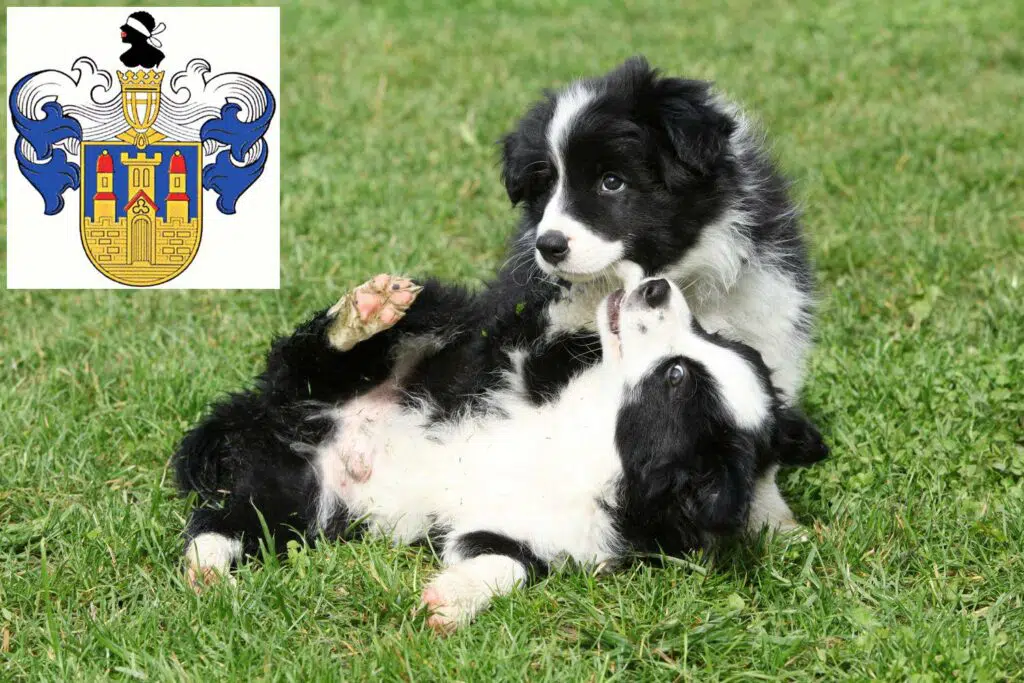 Border Collie Züchter mit Welpen Eisenberg (Thüringen), Thüringen
