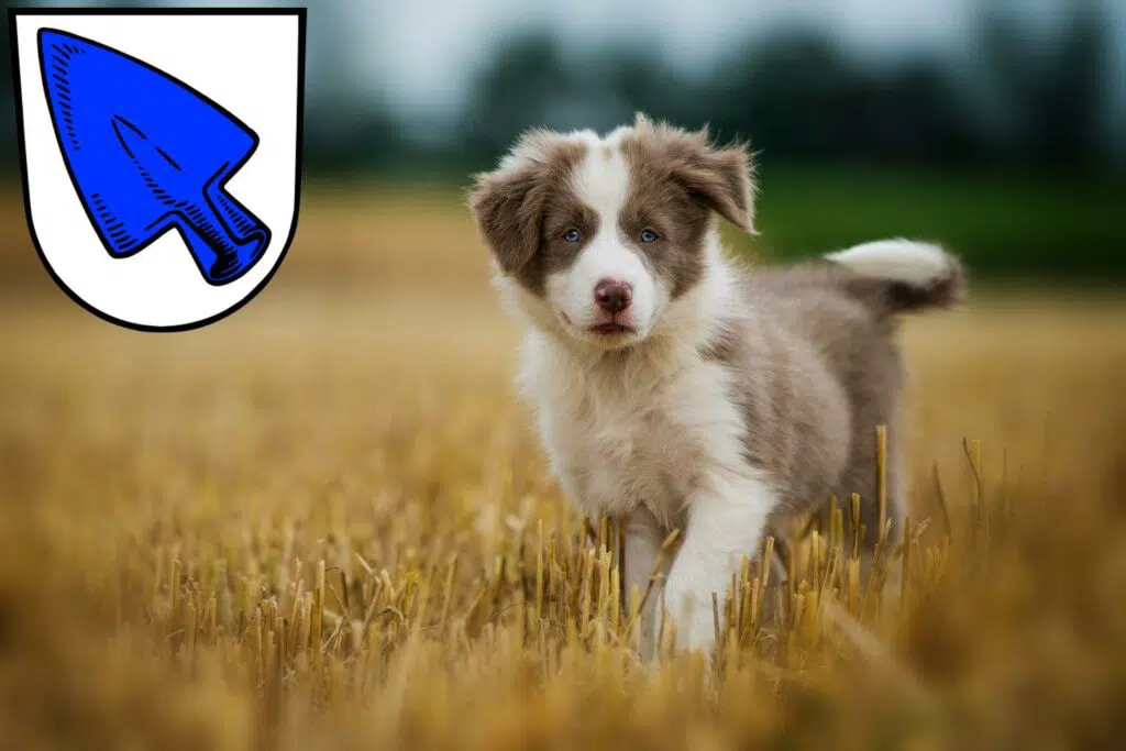 Border Collie Züchter mit Welpen Erding, Bayern
