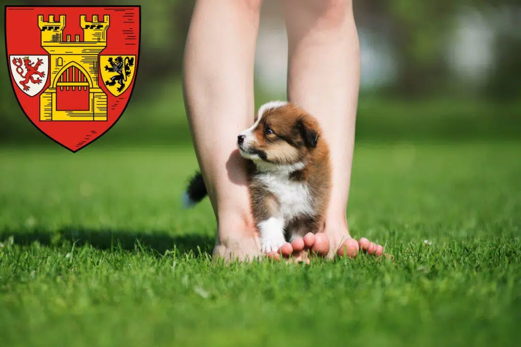 Border Collie Züchter mit Welpen Euskirchen, Nordrhein-Westfalen