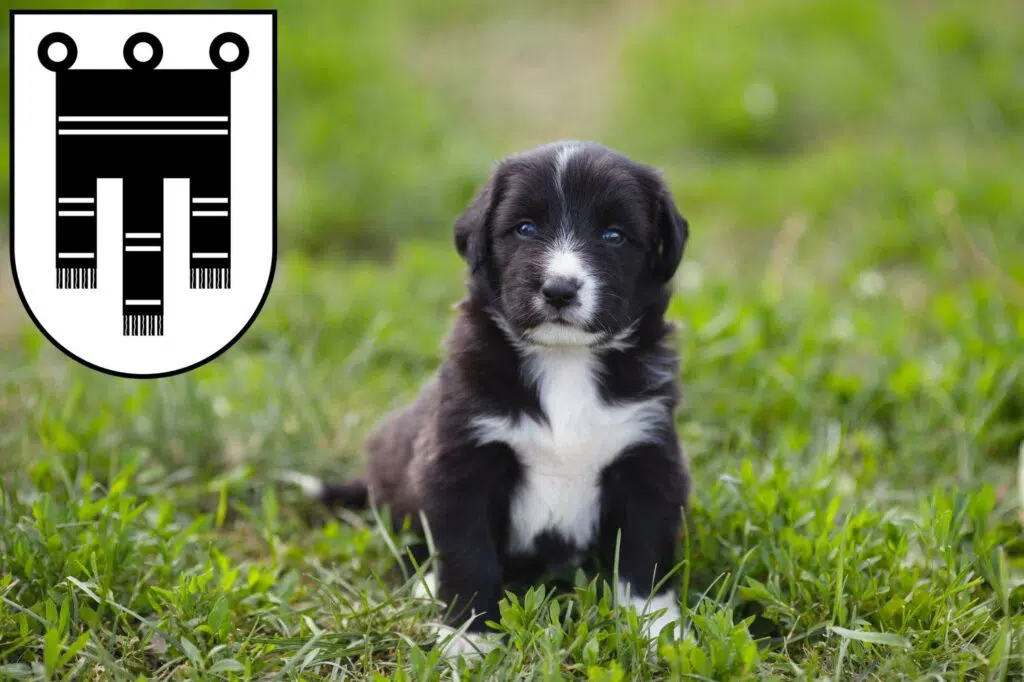 Border Collie Züchter mit Welpen Feldkirch, Österreich