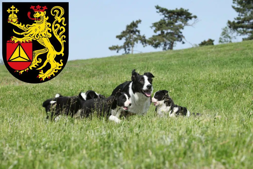 Border Collie Züchter mit Welpen Frankenthal (Pfalz), Rheinland-Pfalz