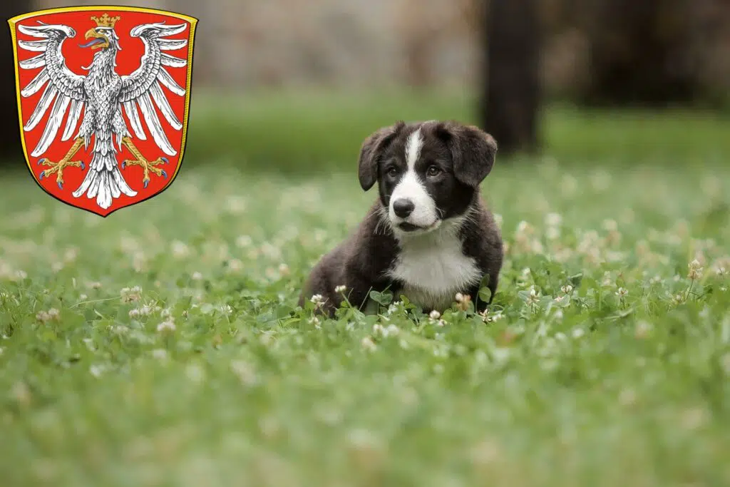 Border Collie Züchter mit Welpen Frankfurt am Main, Hessen