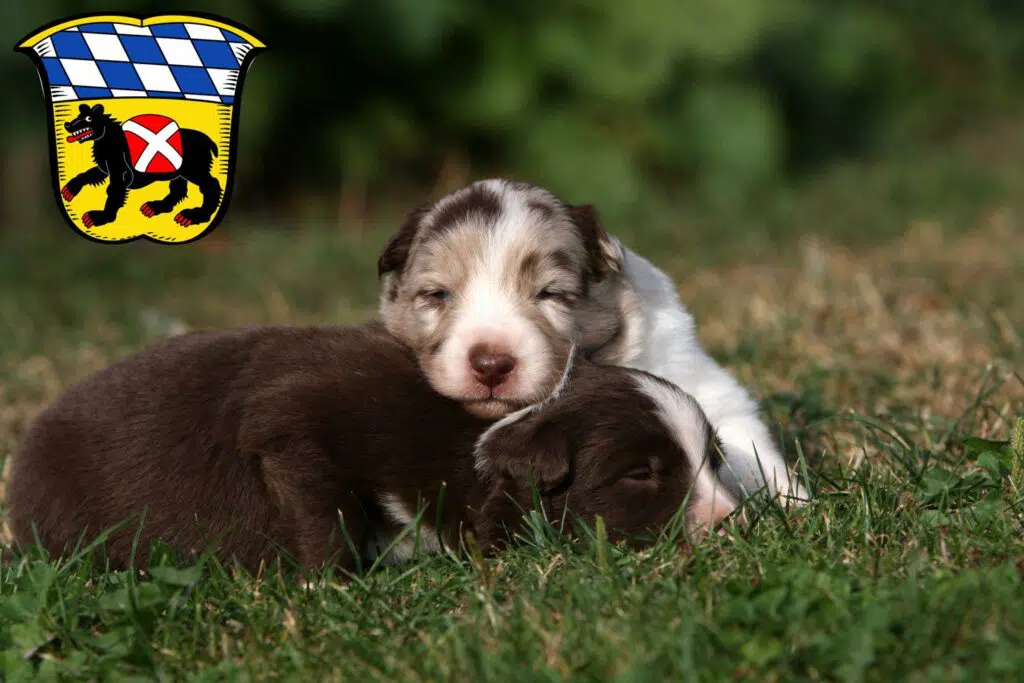 Border Collie Züchter mit Welpen Freising, Bayern