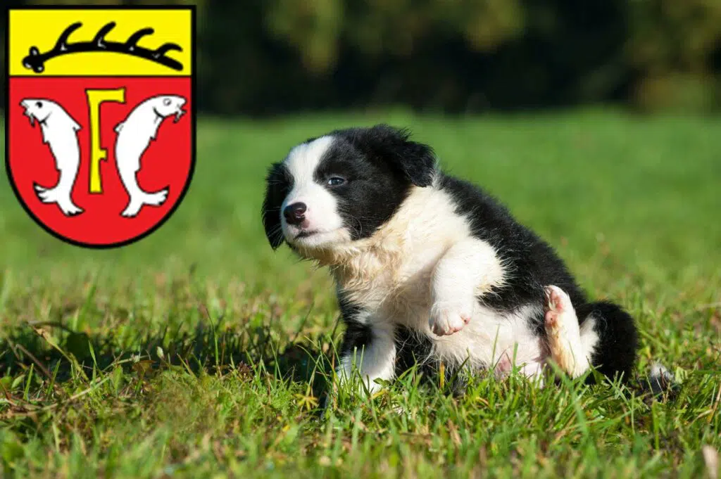 Border Collie Züchter mit Welpen Freudenstadt, Baden-Württemberg