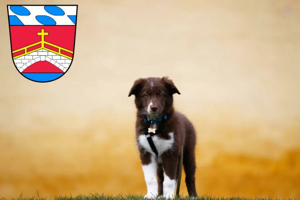 Border Collie Züchter mit Welpen Fürstenfeldbruck, Bayern