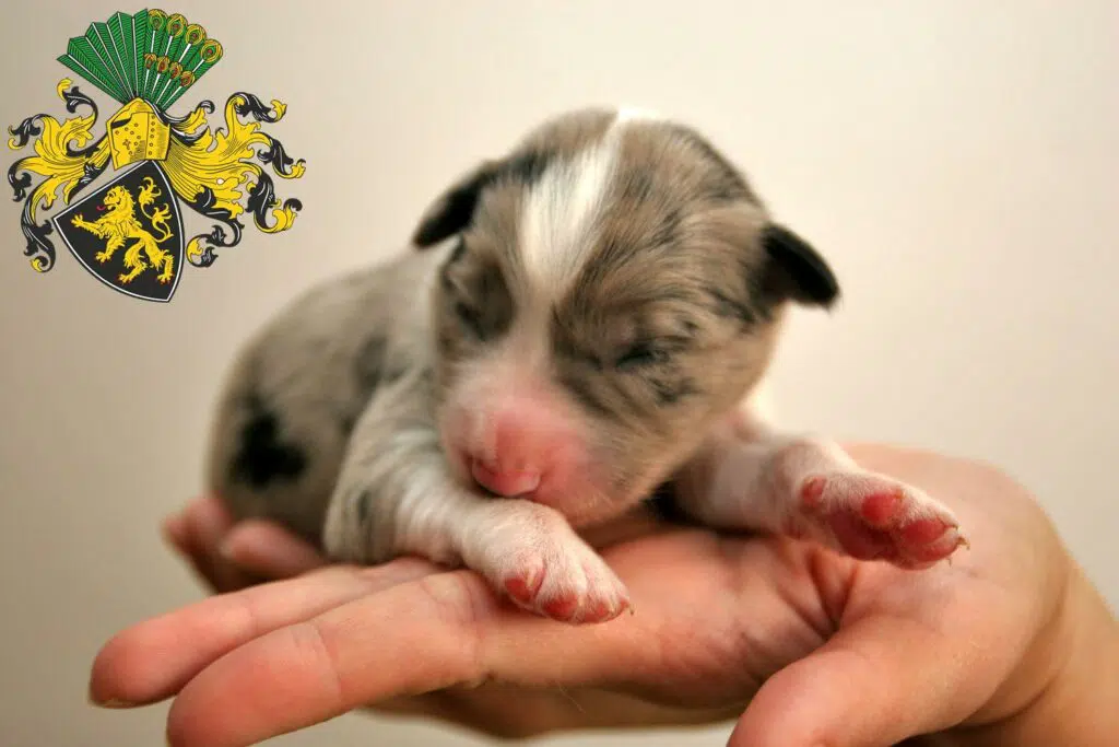 Border Collie Züchter mit Welpen Gera, Thüringen