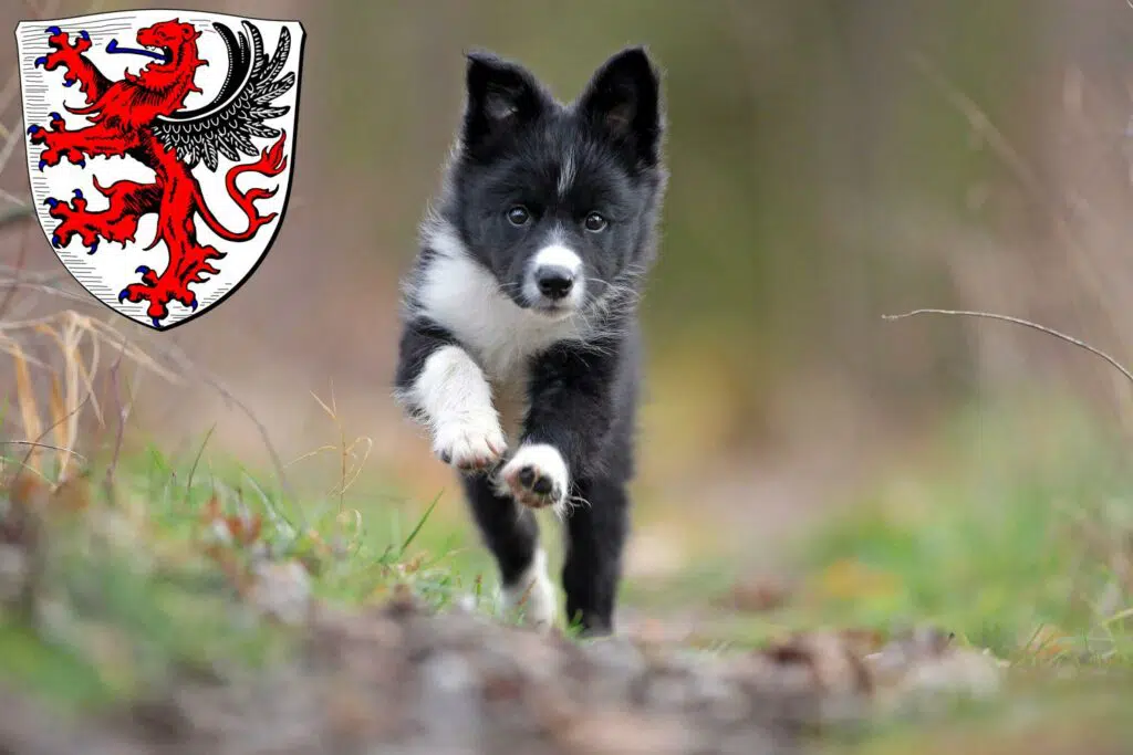 Border Collie Züchter mit Welpen Gießen, Hessen