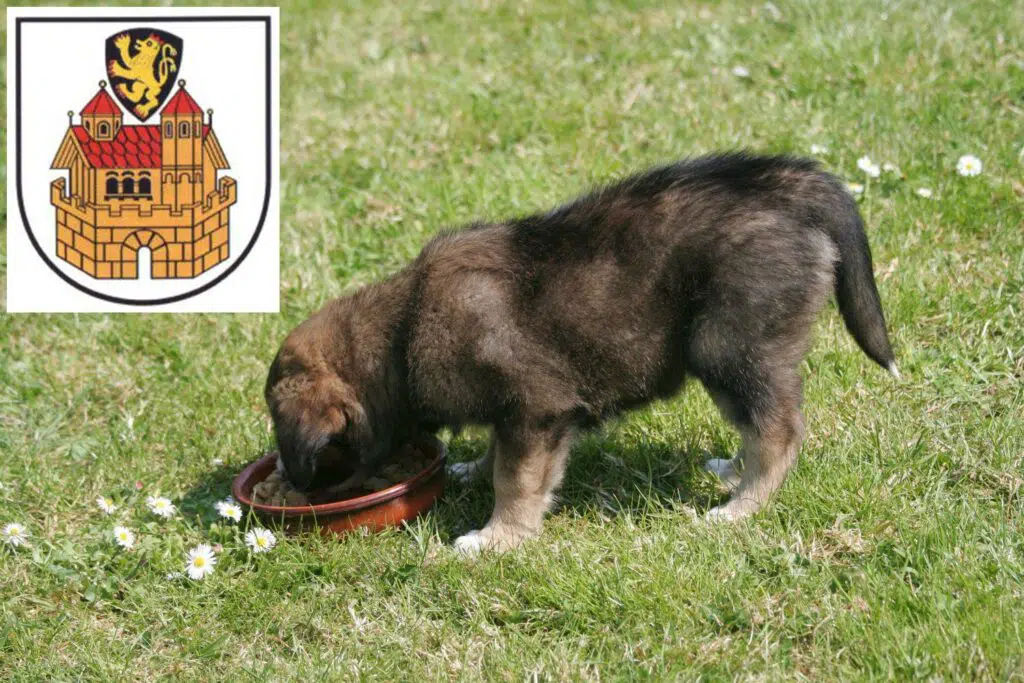 Border Collie Züchter mit Welpen Greiz, Thüringen