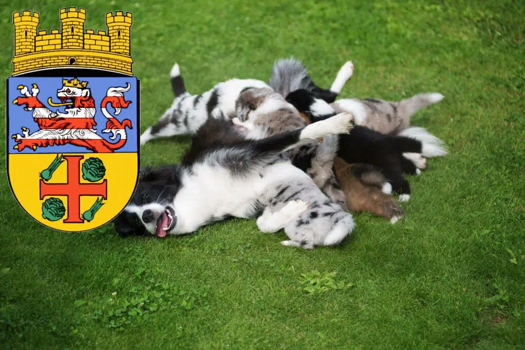 Border Collie Züchter mit Welpen Groß-Gerau, Hessen