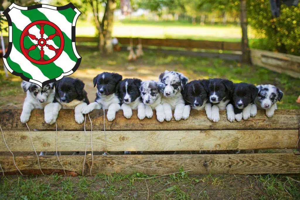 Border Collie Züchter mit Welpen Gütersloh, Nordrhein-Westfalen