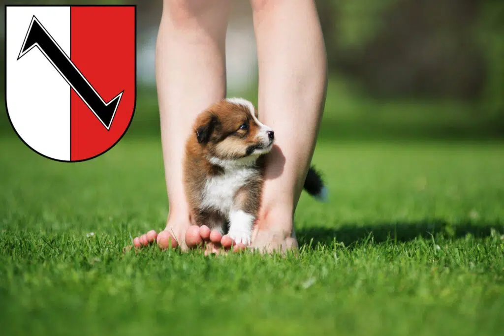 Border Collie Züchter mit Welpen Halberstadt, Sachsen-Anhalt