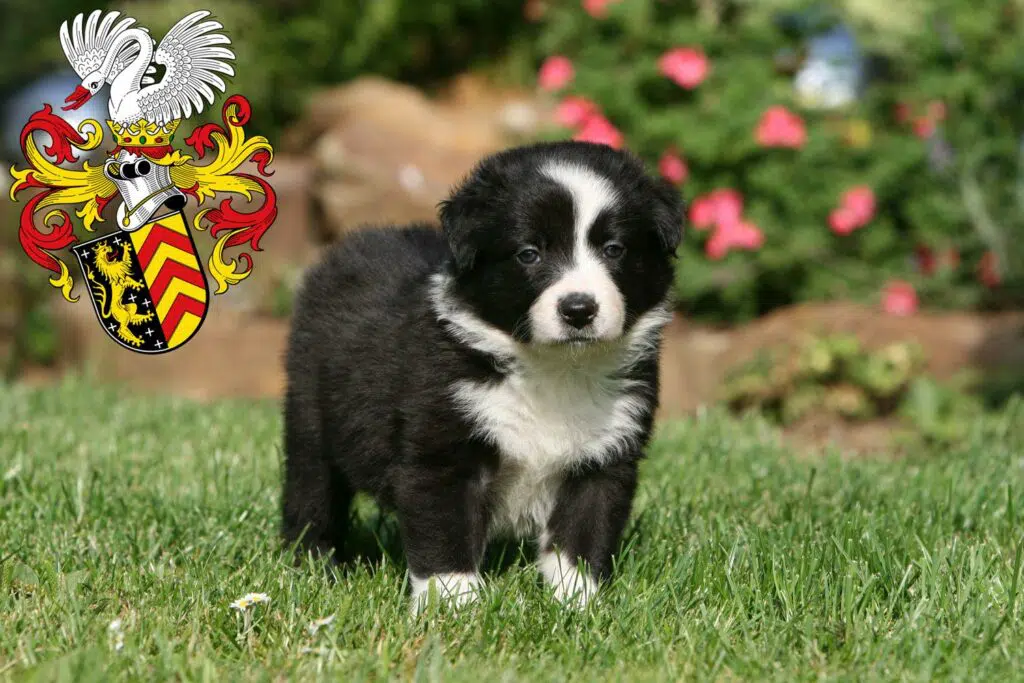 Border Collie Züchter mit Welpen Hanau, Hessen