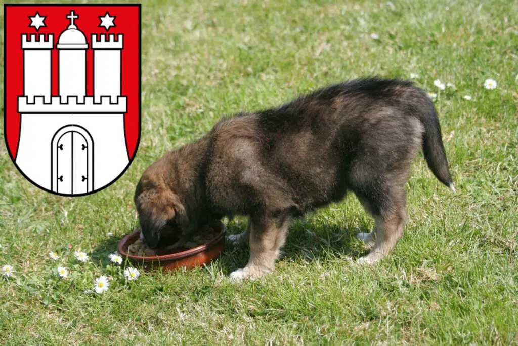 Border Collie Züchter mit Welpen Harburg, Hamburg