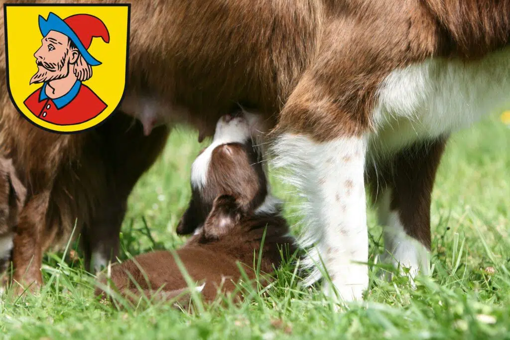 Border Collie Züchter mit Welpen Heidenheim an der Brenz, Baden-Württemberg