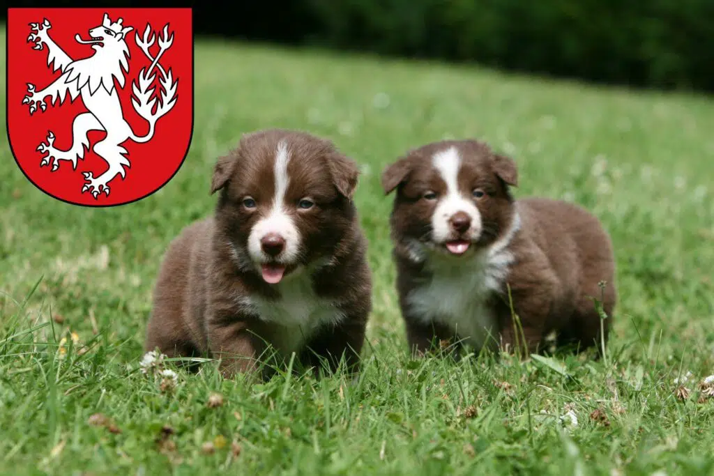 Border Collie Züchter mit Welpen Heinsberg, Nordrhein-Westfalen