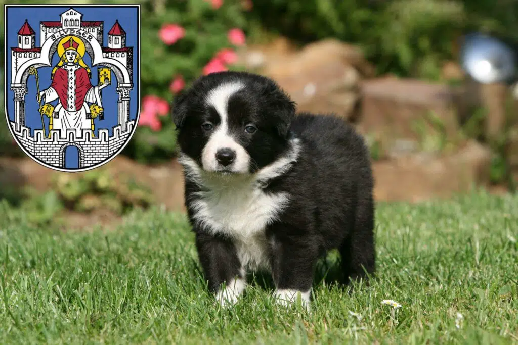 Border Collie Züchter mit Welpen Helmstedt, Niedersachsen