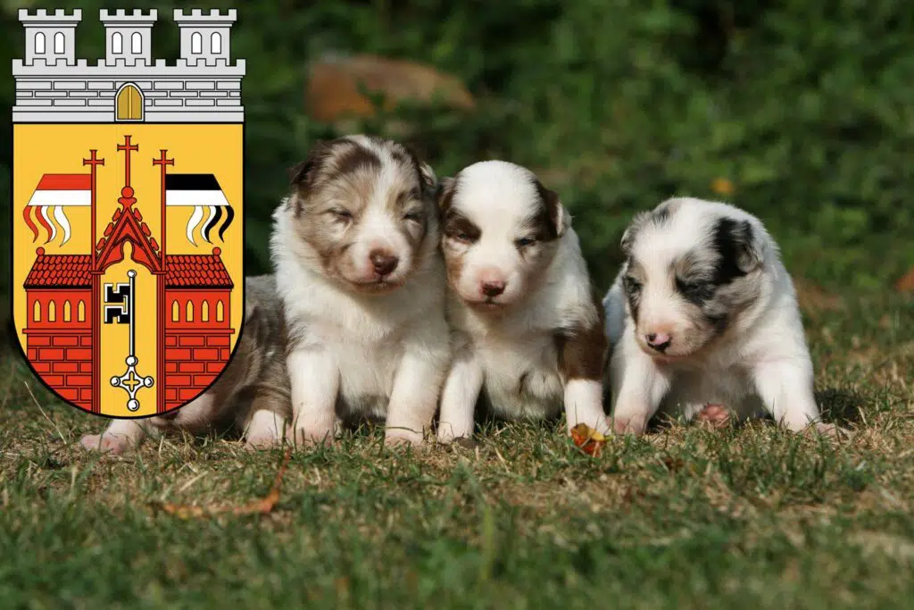 Border Collie Züchter mit Welpen Herford, Nordrhein-Westfalen