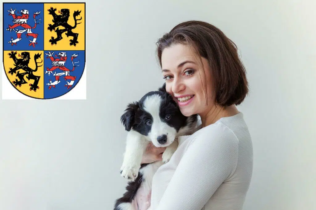 Border Collie Züchter mit Welpen Hildburghausen, Thüringen