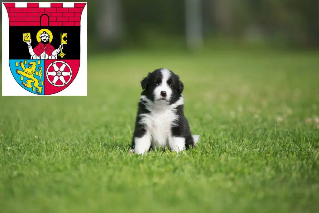 Border Collie Züchter mit Welpen Hofheim am Taunus, Hessen