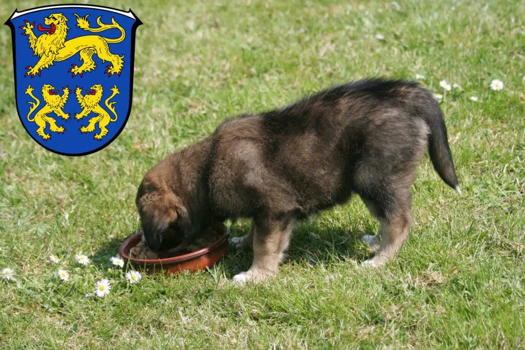 Border Collie Züchter mit Welpen Homberg (Efze), Hessen