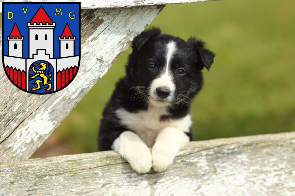 Border Collie Züchter mit Welpen Jever, Niedersachsen