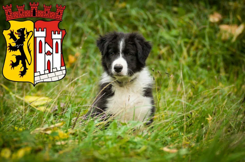 Border Collie Züchter mit Welpen Jülich, Nordrhein-Westfalen