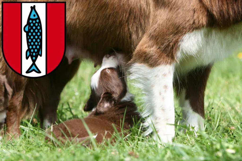 Border Collie Züchter mit Welpen Kaiserslautern, Rheinland-Pfalz