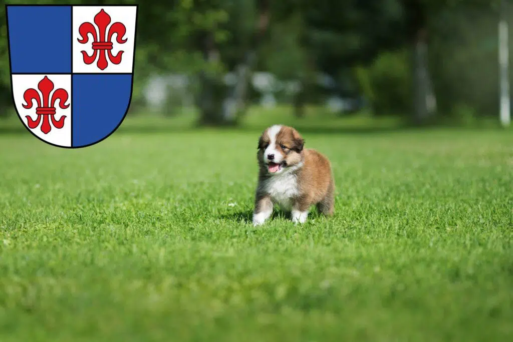 Border Collie Züchter mit Welpen Karlstadt, Bayern