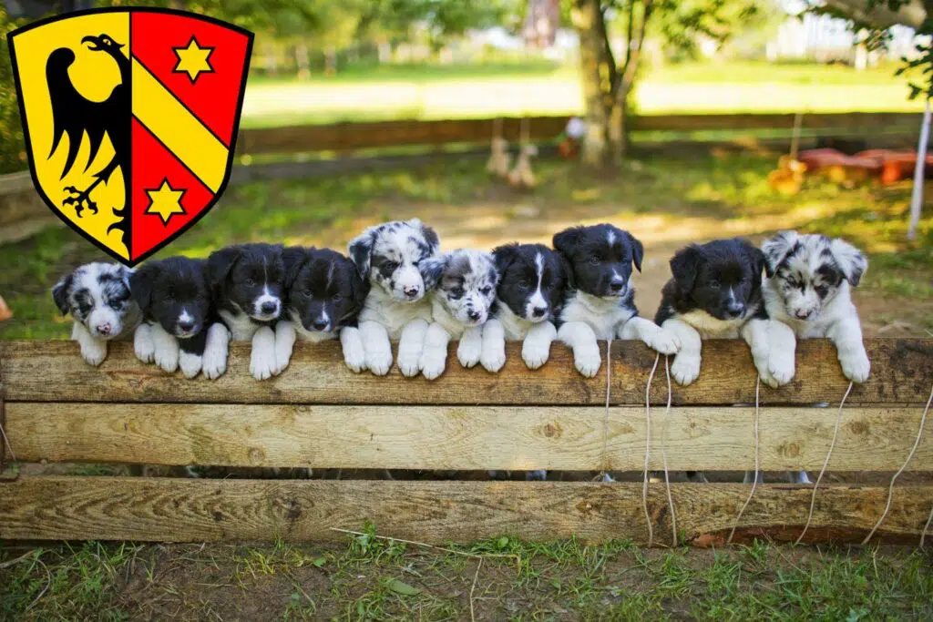 Border Collie Züchter mit Welpen Kaufbeuren, Bayern