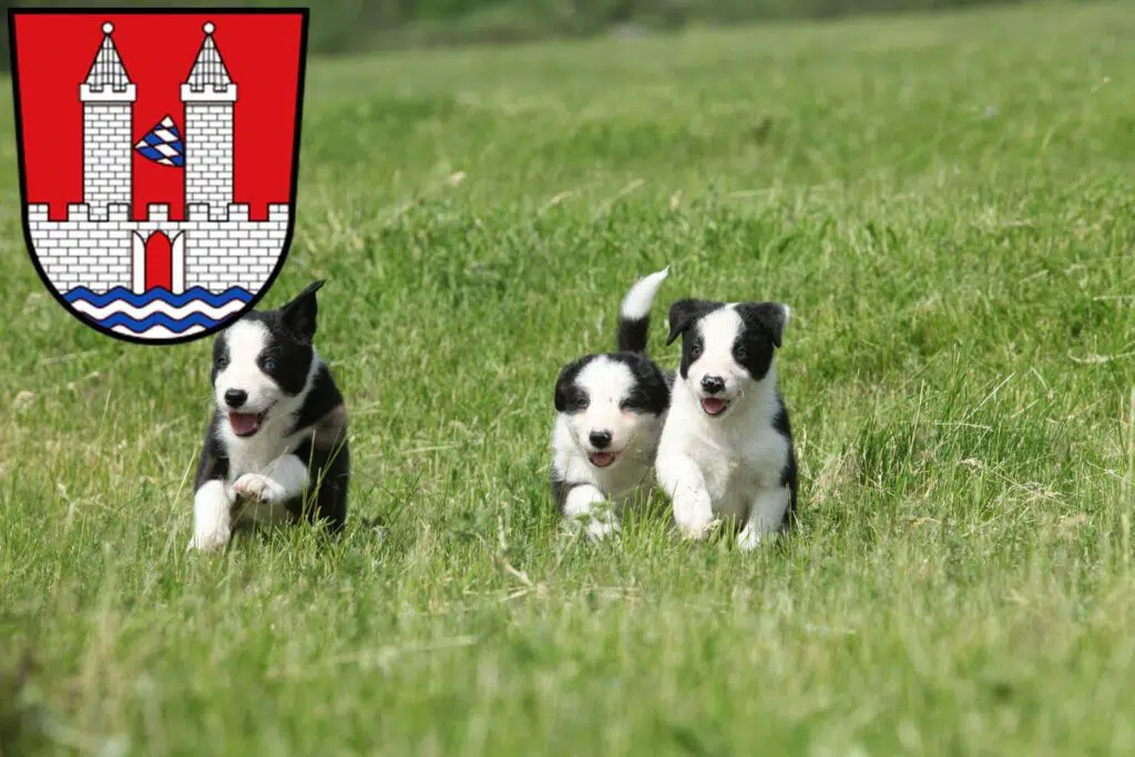 Border Collie Züchter mit Welpen Kelheim, Bayern