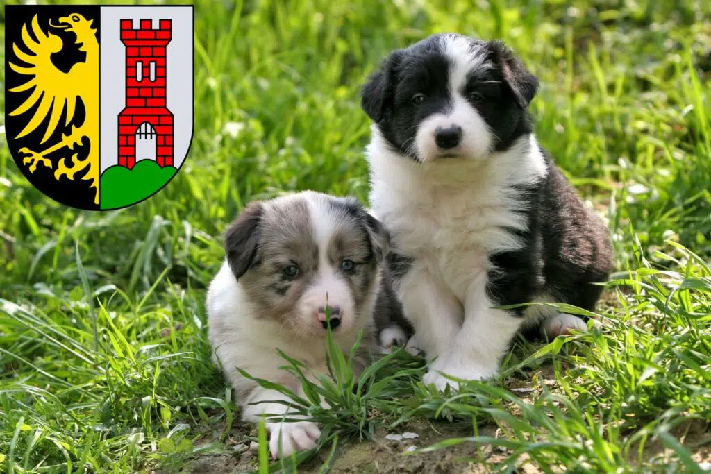 Border Collie Züchter mit Welpen Kempten (Allgäu), Bayern