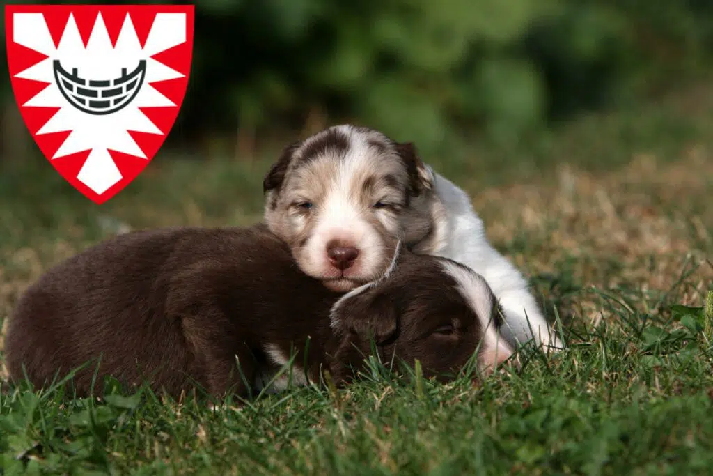 Border Collie Züchter mit Welpen Kiel, Schleswig-Holstein