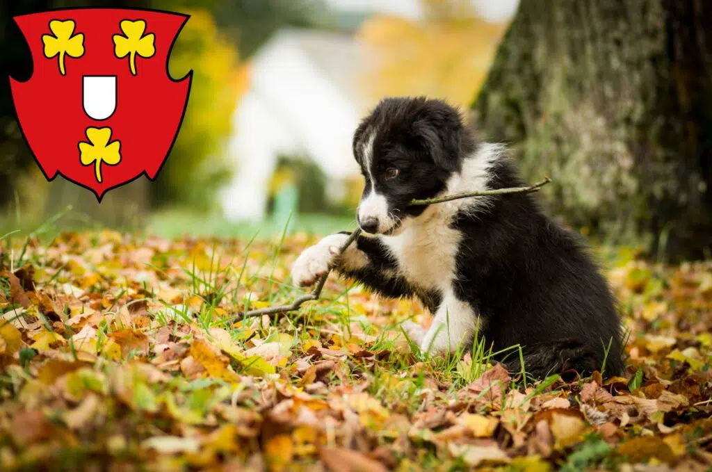 Border Collie Züchter mit Welpen Kleve, Nordrhein-Westfalen