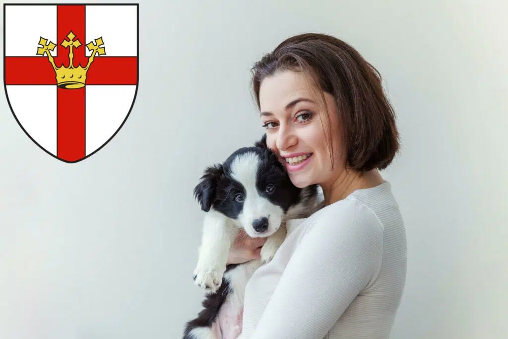 Border Collie Züchter mit Welpen Koblenz, Rheinland-Pfalz