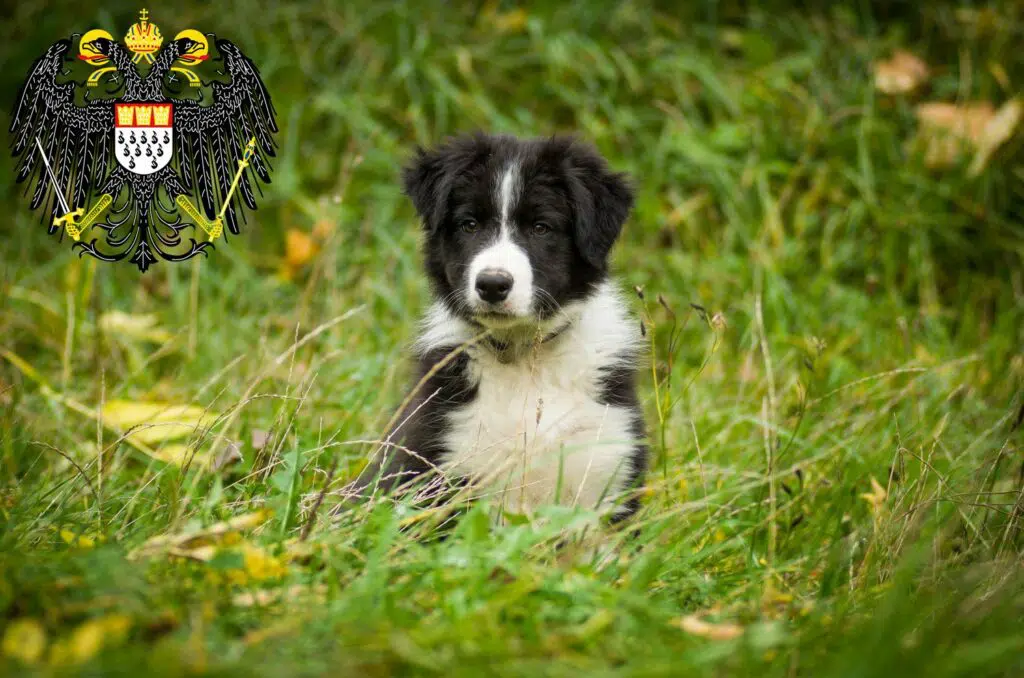 Border Collie Züchter mit Welpen Köln, Nordrhein-Westfalen