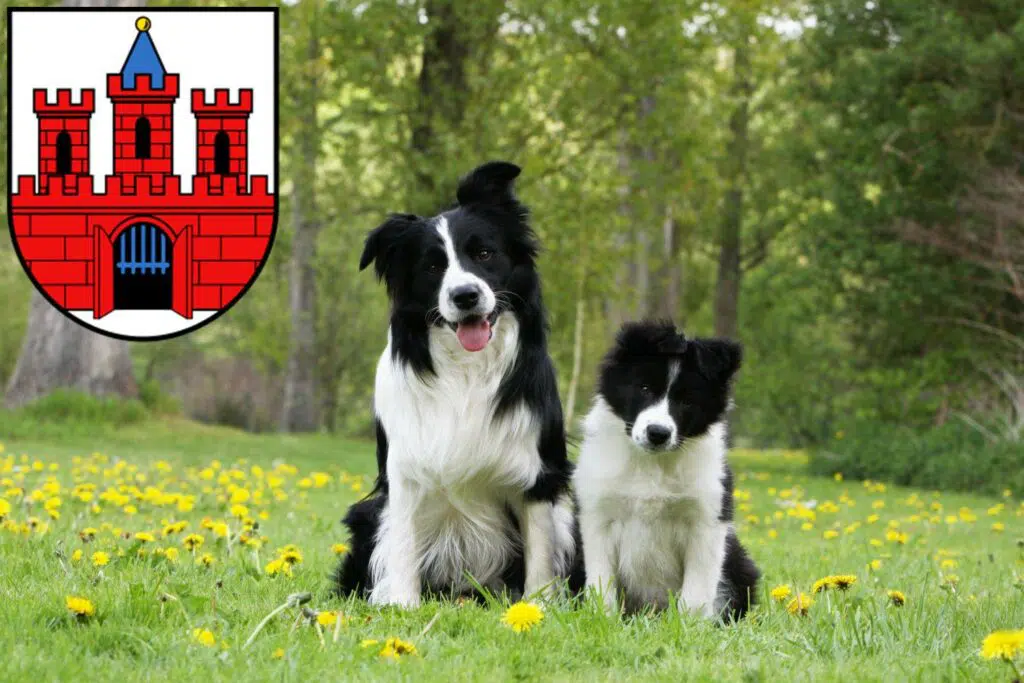 Border Collie Züchter mit Welpen Köthen (Anhalt), Sachsen-Anhalt